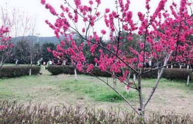 踏青好時節(jié)，盛世互聯(lián)與您相約九真山！